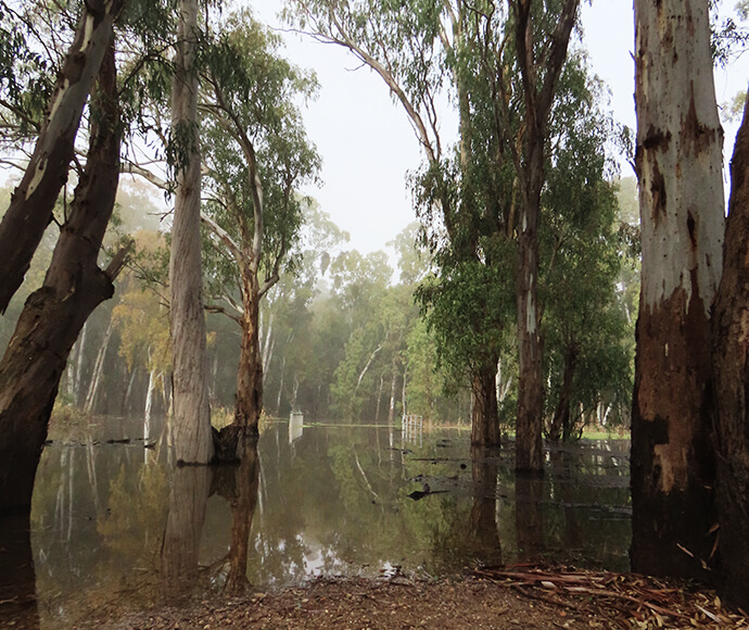 A serene flooded grove with tall trees partially submerged in water, reflecting on the water’s surface, creating a mirror-like effect.