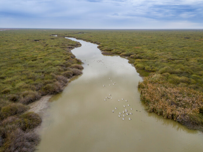 Light-brown-coloured water snakes its way from the bottom and through the centre of the image into the distance. Brown and green reeds and vegetation spread across the rest of the image on either side of the waterway and cloudy blue and white sky at the top of the image. Groups of black and white pelicans sit on the water.