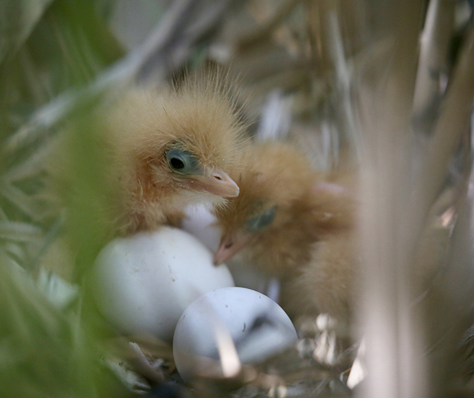 Two little bittern (Ixobrychus minutus) chicks with pale yellow and brown downy feathers are nestled together beside two white eggs. The scene is set within a natural environment of soft green foliage and blurred branches, indicating a nest hidden in Yanga National Park.