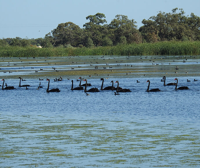 A group of black swans (Cygnus atratus) gracefully swimming on the tranquil waters of Paika Lake. The lake is dotted with green aquatic plants, and in the background, there’s a dense congregation of trees lining the horizon under a clear blue sky.