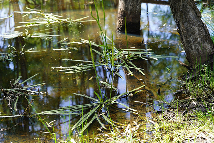 Sunshower Lagoon, with clear water where the bottom is visible. There are green plants partially submerged in the water and growing out of it. The surrounding area includes tree trunks and grassy land that is not flooded. Reflections on the water’s surface add to the complexity of the scene.