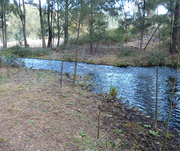 A tranquil scene of the Peel River flowing gently downstream, surrounded by natural vegetation including shrubs and trees. The grassy bank in the foreground leads up to the water’s edge, with small plants and bare branches indicating recent growth. The light reflecting on the water suggests it is either dawn or dusk, adding to the serene atmosphere.