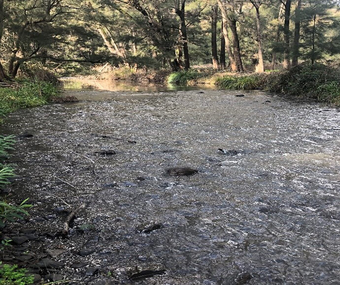 Peel River during an environmental water flow event, with clear, flowing water reflecting light and surrounded by dense greenery, including trees and shrubs. The riverbanks gently slope into the water, and several rocks are scattered within the riverbed, around which the water flows smoothly.