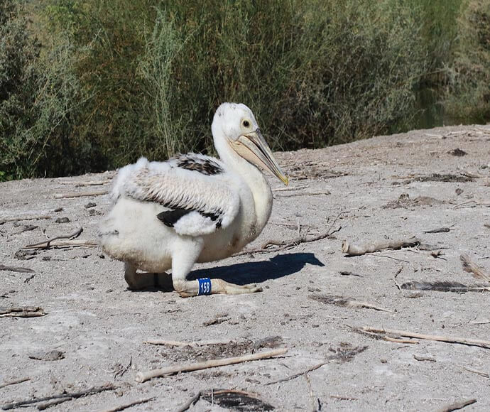 Pelican chick banded with blue leg band in the Gayini Wetlands in February 2022.