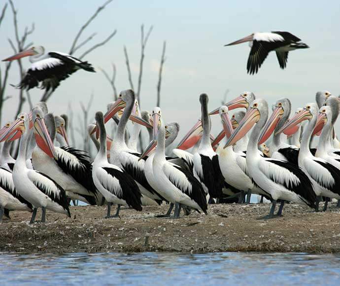 Man in kayak on Lake Brewster photographing pelicans on the shore