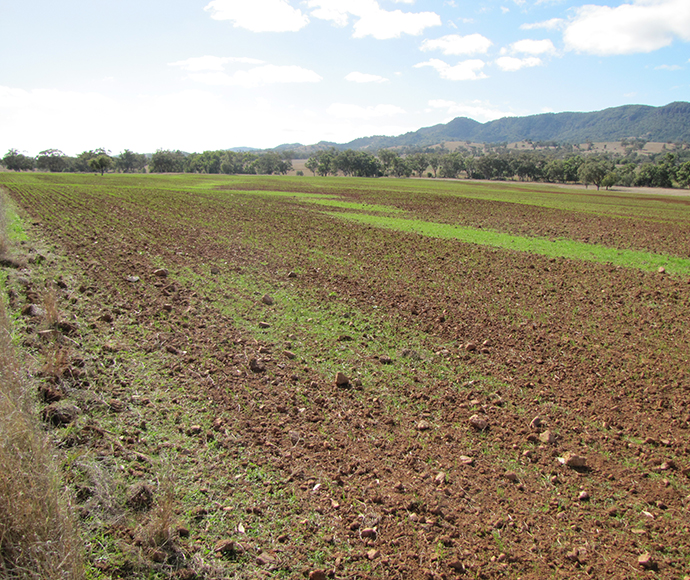 Red Chromosols in the Melville Range south-east of Carrol, NSW