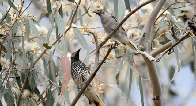 Two regent honeyeaters high on top of a tree with many branches and green leaves