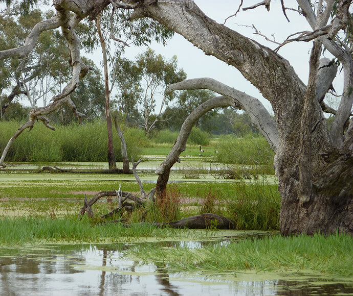 An ancient River Red Gum (Eucalyptus camaldulensis) in the Eastern Macquarie Marshes