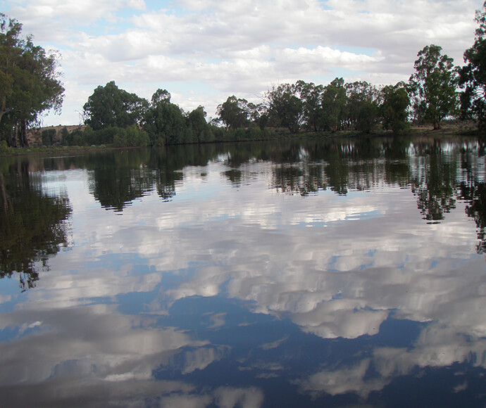 River red gums (Eucalyptus camaldulensis) and environmental water in Nampoo wetland