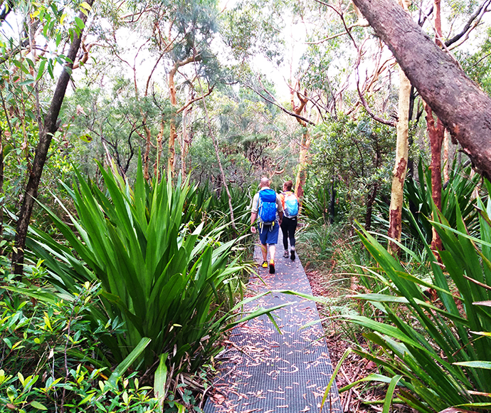 The image depicts a lush, greenery of the royal national park with tall trees scattered around the background and the coastal track in the foreground. The sunlight filters through the tree leaves, casting gentle shadows on the ground. It’s a serene and inviting space perfect for a leisurely walk or a picnic.