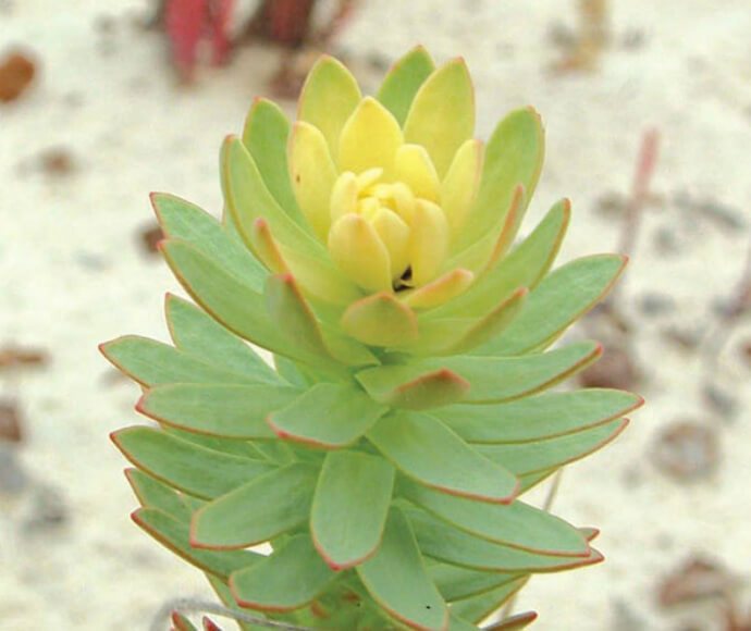 Closeup of a singular sea spurge, with vibrant green stems and light green yellowish stems in the centre 