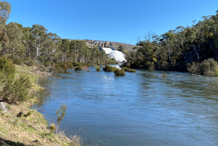 Flowing blue water of the Snowy River in the foreground with trees and bushes on either side, the turbulent rush of a flow from Jyndabyne dam in the background and bright blue sky above.n 