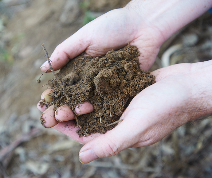 Two hands hold a mound of dark soil