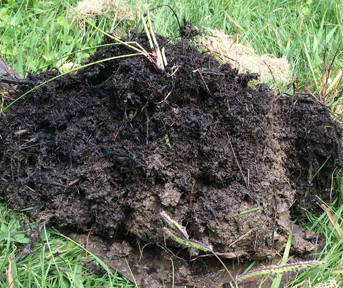 Dark, highly organic topsoil dug up among grass in New England.