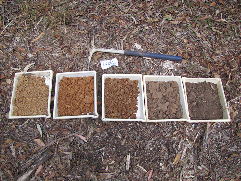 Collecting and describing profiles in the Quorrobolong region in the Hunter catchment NSW.