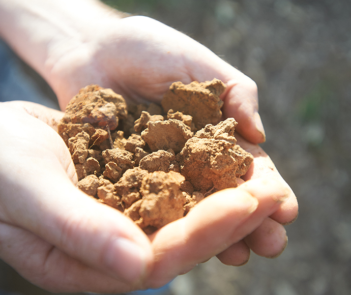 Two hands cup a sample of golden soil.