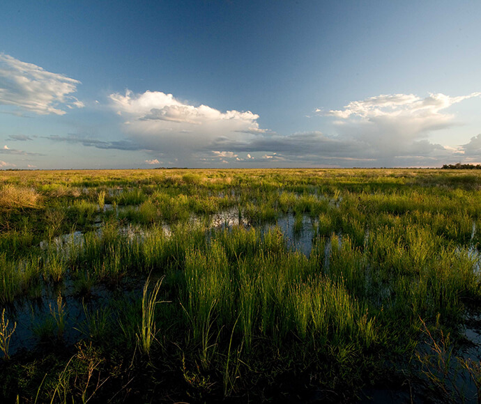 Inundated grasslands in the southern Macquarie Marshes