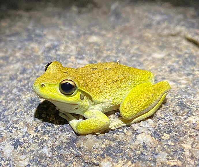 Bright yellow Stony creek frog (Litoria lesueuri) on a rock.