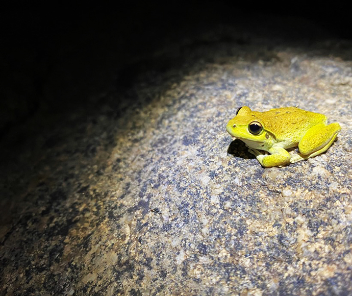 Stony Creek Frog (Litoria wilcoxii) bright yellow in colour sitting on a large stone