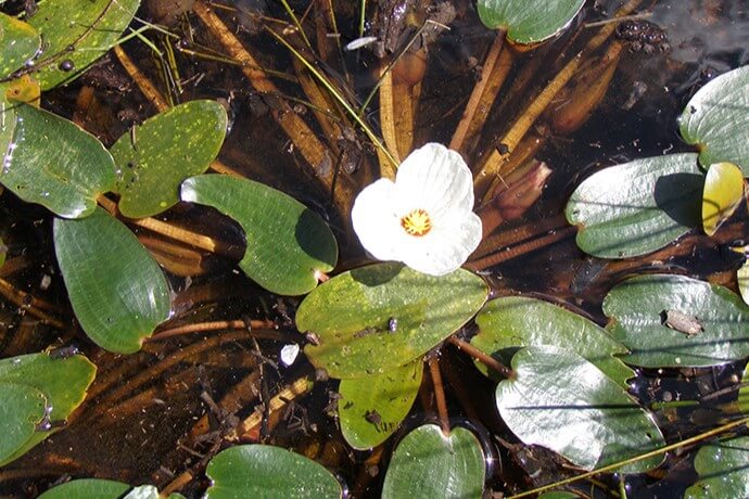 A swamp lily (Ottelia ovalifolia) in bloom after environmental watering