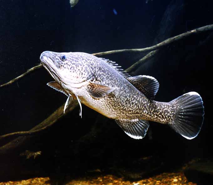 A single cod fish swimming in clear water, identifiable by its speckled, grey-brown skin and barbels near its mouth.