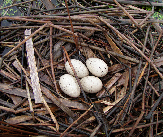 Wanganella waterbird nest with four eggs