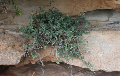 A climbing shrub grows out of a sandstone wall in either the edge of a cliff or inside a cave.