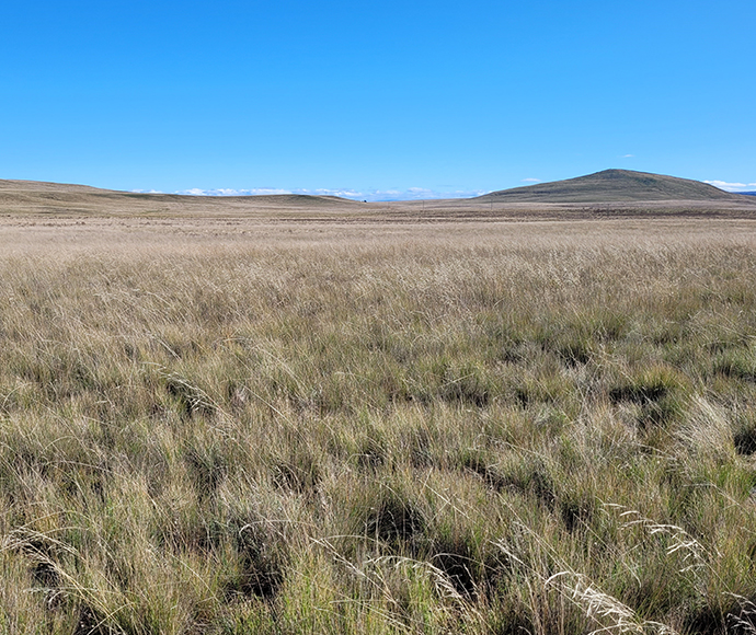 Vast grassland under a clear blue sky, with gentle rolling hills in the background. The scene conveys a sense of calm and openness.