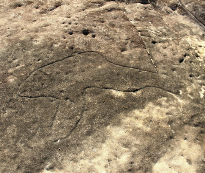 An aboriginal rock carving etched into a rock at Bulgandry Abroriginal Site, in Brisbane Water National Park. The figure appears to be in the same shape as a whale, with deep lines etched to form its body. The rock itself is grey with strong indents and cracks in the rock showcasing its history and the enduring power of nature.