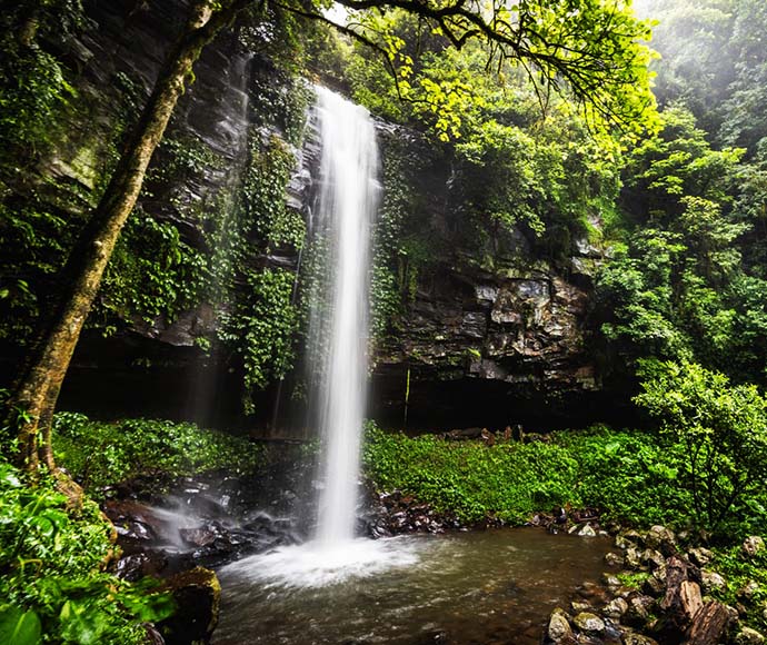 A waterfall surrounded by ferns