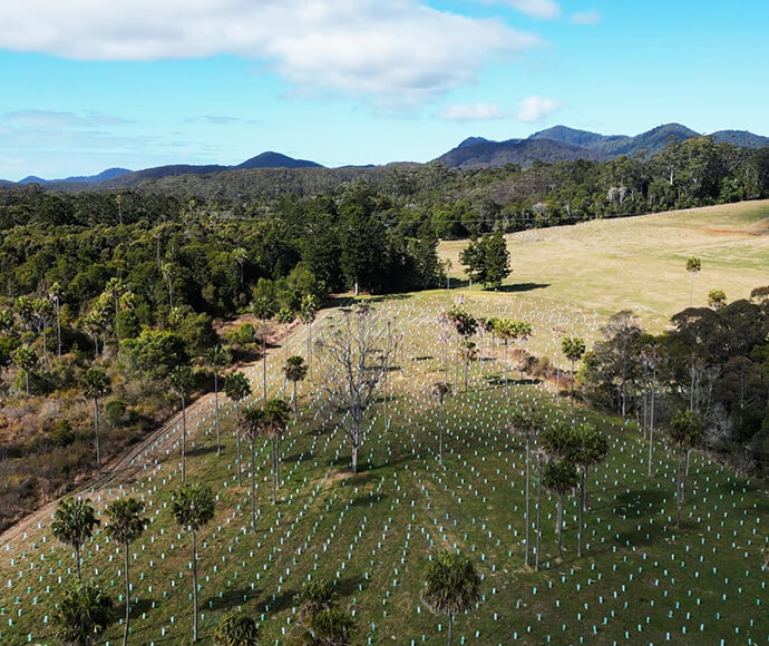 Aerial view of newly planted trees at Bindarri National Park