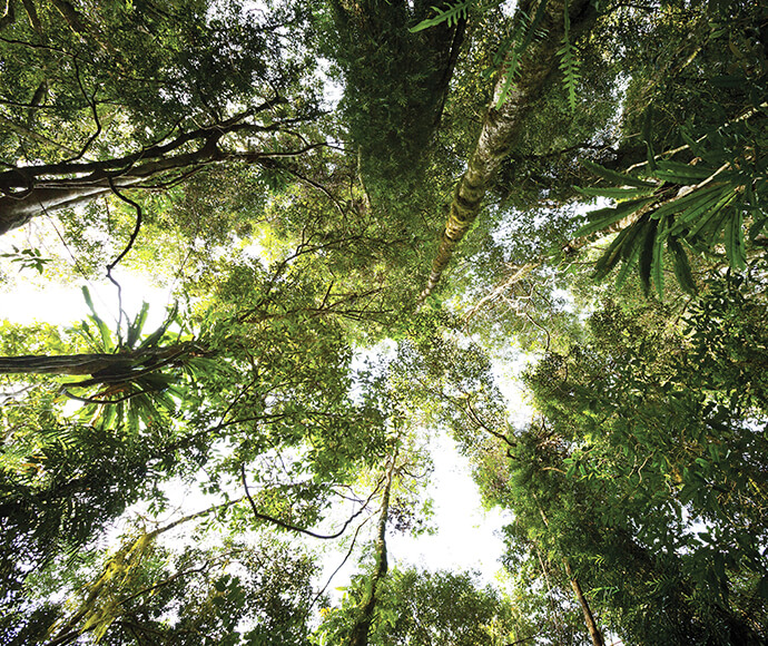 Low-angle view of the Satinbird Stroll trail in Dorrigo National Park, surrounded by dense rainforest vegetation.