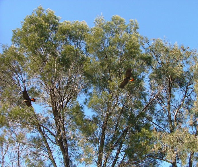 Two black cockatoos with red tail feathers fly in front of tall, green trees against a clear blue sky, conveying a sense of freedom and nature.