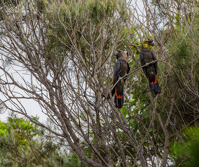 Two black cockatoos with striking red tail feathers perched on branches in a lush green tree, under a serene, overcast sky.