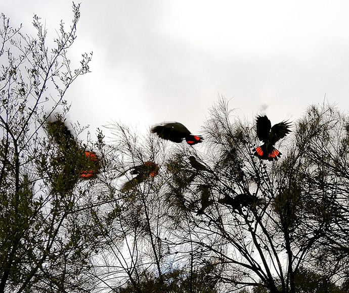 Several black cockatoos with striking red tail feathers perch and fly among sparse branches against a cloudy sky, creating a dynamic and lively scene.