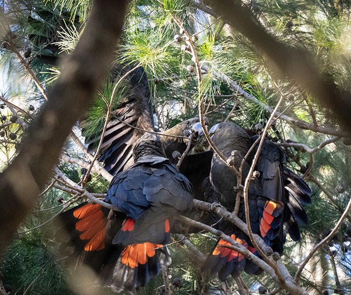 Three black cockatoos with vibrant red tail feathers and colourful heads perch among lush green branches, creating a lively and natural woodland scene.