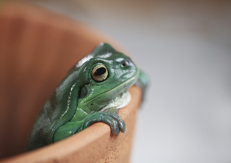 A green frog peeks over the edge of a terracotta pot, its large eyes wide open. The scene is calm and curious, with soft lighting and a blurred background.