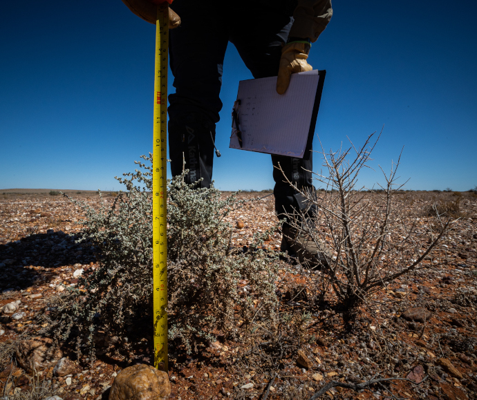 Person measuring height of small plant, with a tape measure, growing in an arid landscape