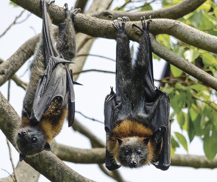 Two large grey-headed flying foxes with dark wings and brown fur hang upside down from tree branches, surrounded by green leaves, conveying a tranquil, natural setting.