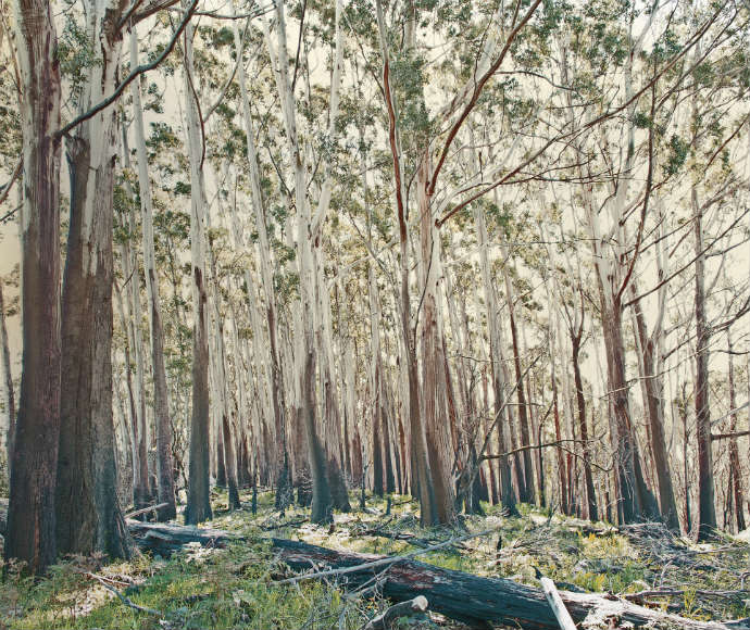 A unique arrangement of trees in Summit Forest, Gulaga National Park. The trees are mostly brown, but the bark has peeled off midway revealing whitish brown bark. There are scarce green leaves right at the top of the trees, and green grass and shrubbery at the bottom of the trees.