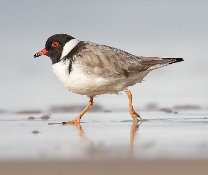 A small, colourful hooded plover with a red beak and striking black, white, and gray plumage walks along the sandy water's edge, reflected in the calm surface.