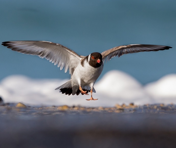 A hooded plover with outstretched wings hovers above a rocky shore. Its black head and white body stand out against a blurred background of the sea. This image conveys a calm scene.