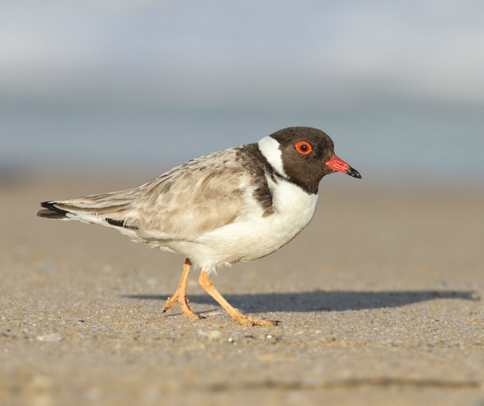 A hooded plover with a black head, white underbelly, and red eye is walking on a sandy beach. The background is blurred, suggesting a coastal setting.