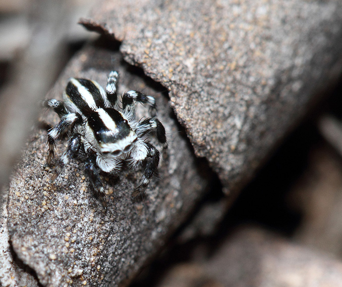 Close-up of a black and white striped jumping spider on rough, brown bark. The spider's textured body and shiny eyes convey curiosity and alertness.