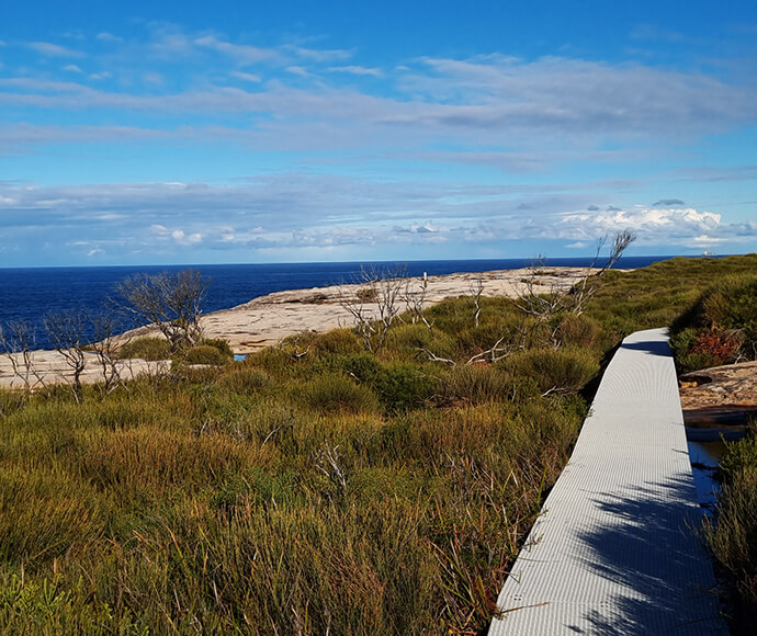 Scenic view of Cape Bailey Track featuring a boardwalk winding through dense green shrubbery, leading to a rocky coastline with the blue ocean and a partly cloudy sky in the background. Sparse, leafless trees are scattered among the shrubs.