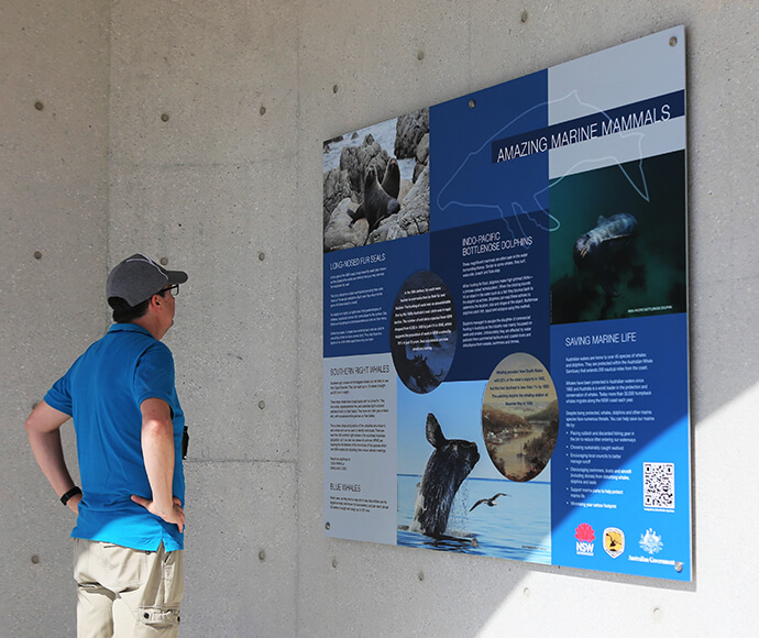 A person stands in front of an informational display board titled 'AMAZING MARINE MAMMALS.' The board is mounted on a concrete wall and contains text and images about various marine mammals, including long-nosed fur seals, Indo-Pacific bottlenose dolphins, southern right whales, and blue whales. The person, wearing a blue shirt, beige pants, and a gray cap, looks at the display. The board also features logos of NSW National Parks and Wildlife Service and the Australian Government, as well as a QR code.