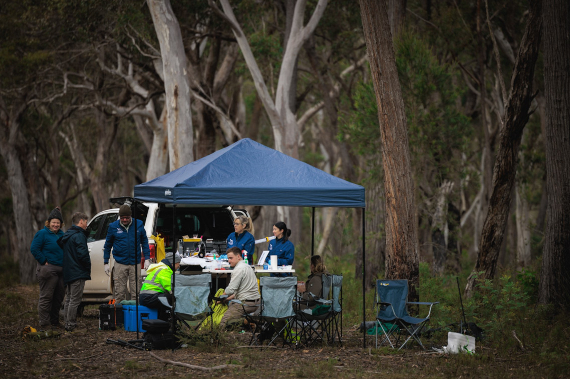 A blue canvas awning on tent poles covers a koala field hospital with trees behind it and a number of people sitting and standing 