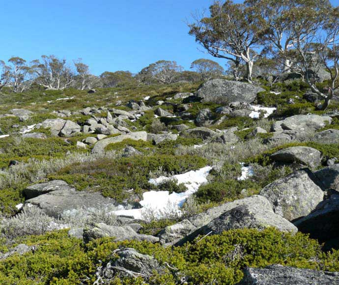 Boulder fields, Kosciuszko National Park