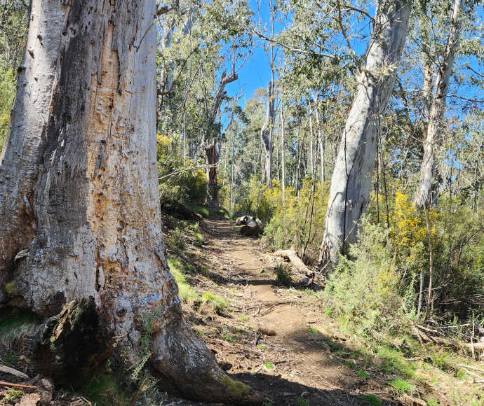 A narrow dirt path on a hillside thickly wooded with wattle and white-trunked gums, with a wide gumtree in the foreground showing dark grey textured bark