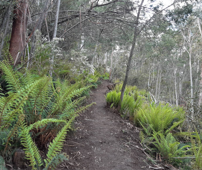 A dark, narrow dirtpath surrounded by ferns and slender silvery gums